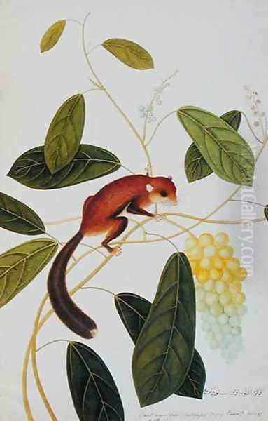 Squirrel on a wildgrape tree, Toopay Krawa, Booah angoor Ootan, from 'Drawings of Animals, Insects and Reptiles from Malacca', c.1805-18 Oil Painting by Anonymous Artist