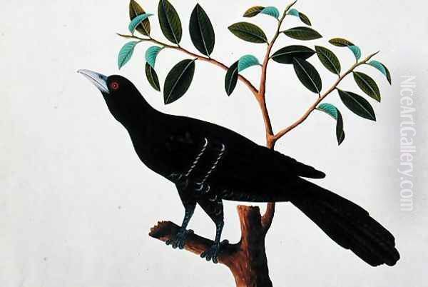 Black Bird, from 'Drawings of Birds from Malacca', c.1805-18 (1) Oil Painting by Anonymous Artist