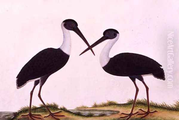 Bangou Eatan, from 'Drawings of Birds from Malacca', c.1805-18 Oil Painting by Anonymous Artist