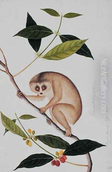 Lemur tardigradus, Booah Kawah (coffee tree) Kong Kang, from 'Drawings of Animals, Insects and Reptiles from Malacca', c.1805-18 Oil Painting by Anonymous Artist