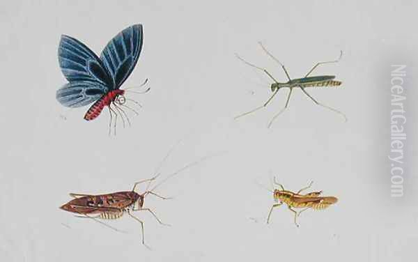 Insects, from 'Drawings of Animals, Insects and Reptiles from Malacca', c.1805-18 Oil Painting by Anonymous Artist