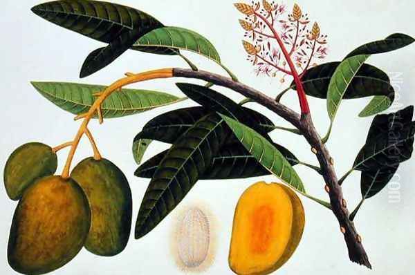 Buihang Mangifera, from 'Drawings of Plants from Malacca', c.1805-18 Oil Painting by Anonymous Artist