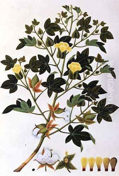 Gopypium Arboreum or Cotton Plant, c.1805-18 Oil Painting by Anonymous Artist