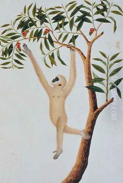 White Long Armed Ape, Ongka Pootre, from 'Drawings of Animals, Insects and Reptiles from Malacca', c.1805-18 Oil Painting by Anonymous Artist