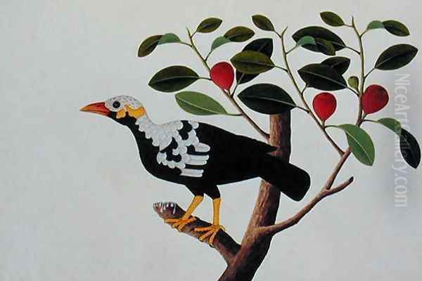 A White Headed Mina Drawn from Life, from 'Drawings of Birds from Malacca', c.1805-18 Oil Painting by Anonymous Artist