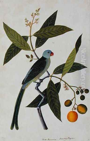 Bua Romania, Boorong Bayam, from 'Drawings of Birds from Malacca', c.1805-18 Oil Painting by Anonymous Artist