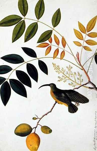 Long-beaked Humming Bird, Poko Booah Kadonong, from 'Drawings of Birds from Malacca', c.1805-18 Oil Painting by Anonymous Artist