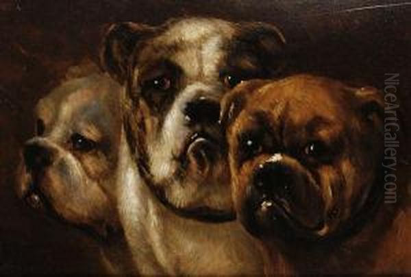 Study Of Three Bulldogs Oil Painting by Joseph Edouard Stevens