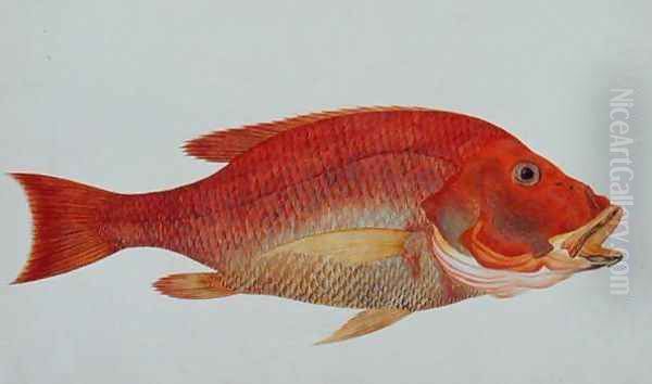 Eekan Bambangan, from 'Drawings of Fishes from Malacca', c.1805-18 Oil Painting by Anonymous Artist