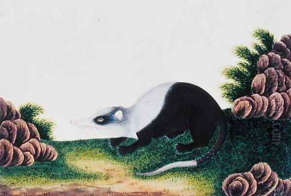 Ambang Boolan, from 'Drawings of Animals, Insects and Reptiles from Malacca', c.1805-18 Oil Painting by Anonymous Artist