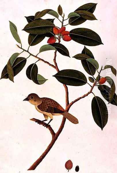 Boorong Siearas, from 'Drawings of Birds from Malacca', c.1805-18 Oil Painting by Anonymous Artist