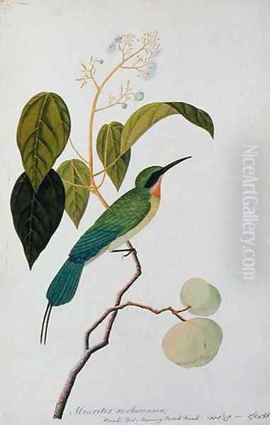 Aleurites Moluccana, Booah Cras, Boorong Bierik Bierik, from 'Drawings of Birds from Malacca', c.1805-18 Oil Painting by Anonymous Artist