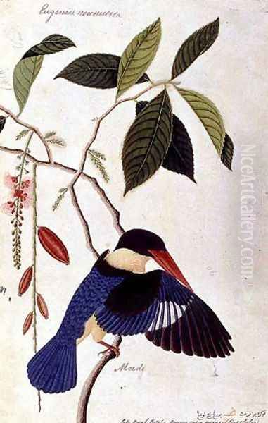 Kingfisher or Alced, Poko Booah Pootal, Boorong radja oodang, from 'Drawings of Birds from Malacca', c.1805-18 Oil Painting by Anonymous Artist