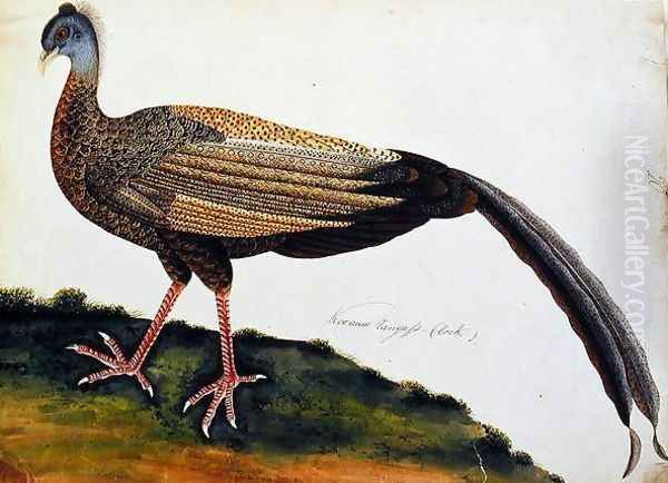 Koo auio Tangass - Cock, from 'Drawings of Birds from Malacca', c.1805-18 Oil Painting by Anonymous Artist