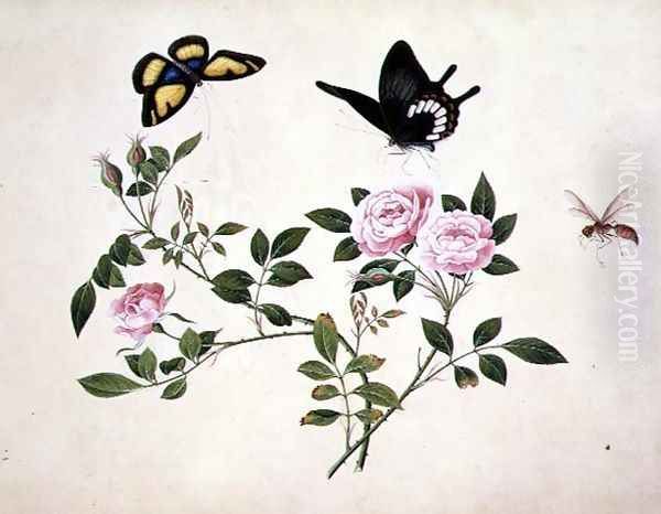 Roses in Bud and Bloom with Butterflies and Insects Oil Painting by Anonymous Artist