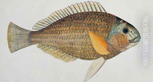 Eekan Kak atoo-ah, from 'Drawings of Fishes from Malacca', c.1805-18 Oil Painting by Anonymous Artist