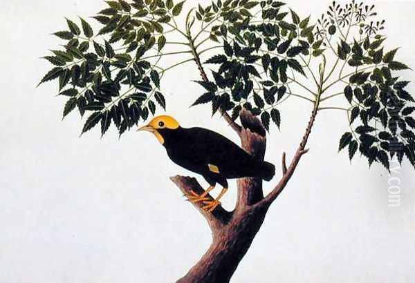 Tree akra Krieka, from 'Drawings of Birds from Malacca', c.1805-18 Oil Painting by Anonymous Artist