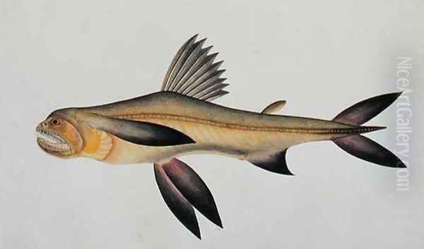 Eekan Arooan Tasick, from 'Drawings of Fishes from Malacca', c.1805-18 Oil Painting by Anonymous Artist