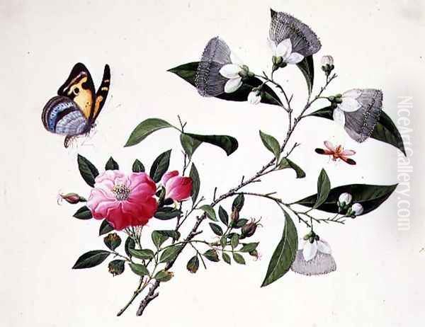 Flower Study and Insects (2) Oil Painting by Anonymous Artist