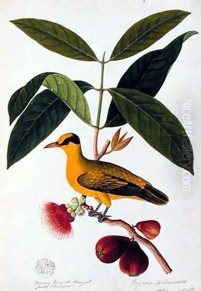 Boorong koonjiet koonjiet, Jambo Flore mera, from 'Drawings of Birds from Malacca', c.1805-18 Oil Painting by Anonymous Artist