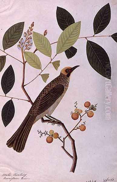 Mata Cooching, from 'Drawings of Birds from Malacca', c.1805-18 Oil Painting by Anonymous Artist