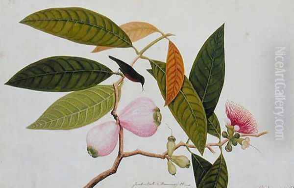 Jamboo, Boll and Humming Bird, from 'Drawings of Birds from Malacca', c.1805-18 Oil Painting by Anonymous Artist