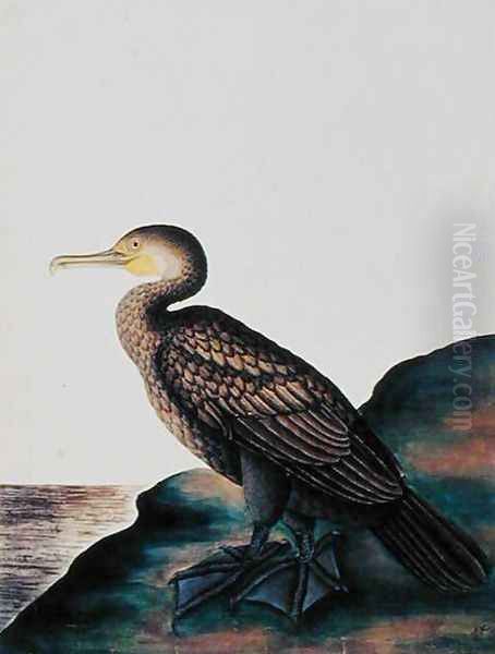 Duck, from 'Drawings of Birds from Malacca', c.1805-18 Oil Painting by Anonymous Artist