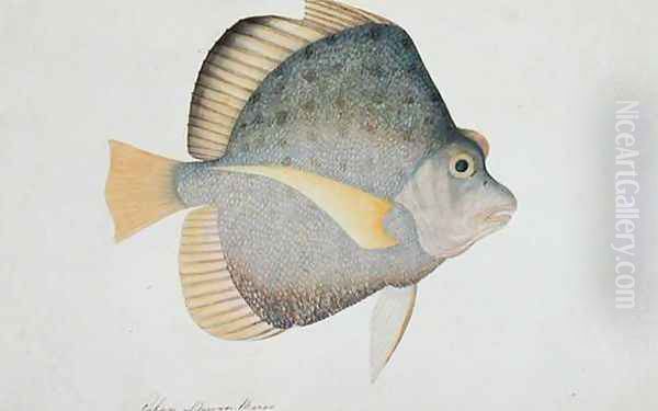 Eekan Dawon Baroo, from 'Drawings of Fishes from Malacca', c.1805-18 Oil Painting by Anonymous Artist