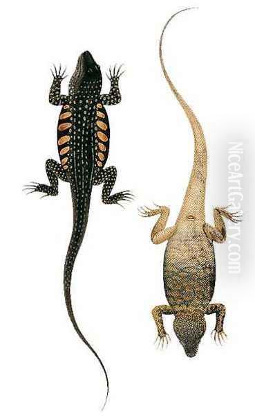 Reptiles, from 'Drawings of Animals, Insects and Reptiles from Malacca', c.1805-18 Oil Painting by Anonymous Artist