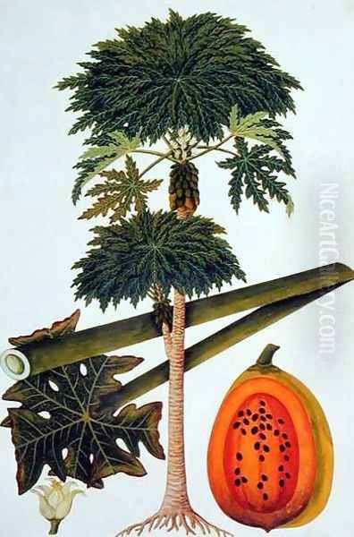 Papaya, The Papau or Caica Papaya, from 'Drawings of Plants from Malacca', c.1805-18 Oil Painting by Anonymous Artist