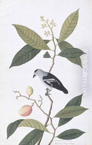 Booah Nawa Hawa, from 'Drawings of Birds from Malacca', c.1805-18 Oil Painting by Anonymous Artist