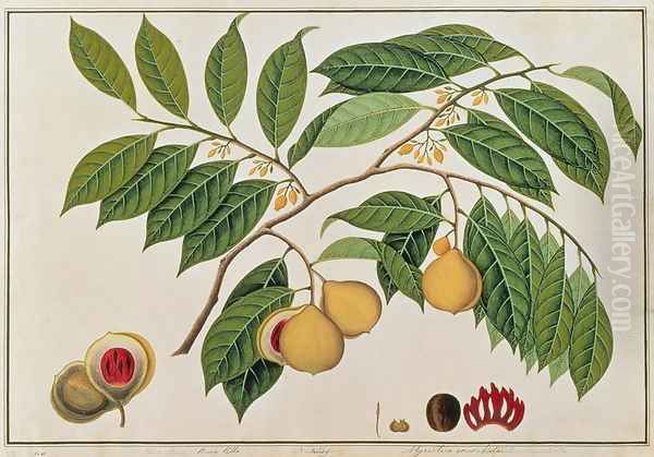 Booa Palla or Nutmeg, from 'Drawings of Plants from Malacca', c.1805-18 Oil Painting by Anonymous Artist