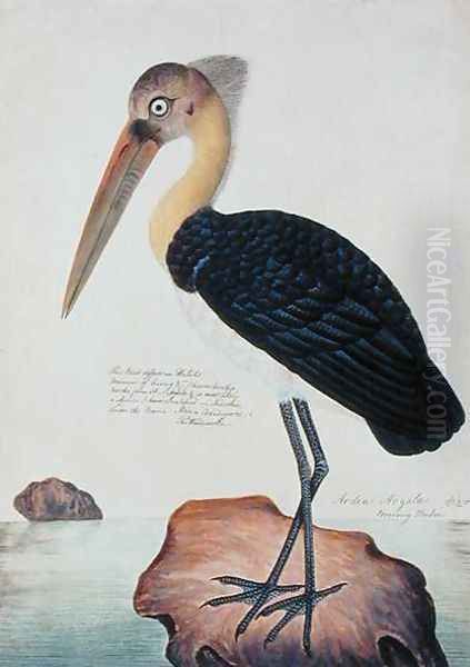 Ardea Argala, from 'Drawings of Birds from Malacca', c.1805-18 Oil Painting by Anonymous Artist