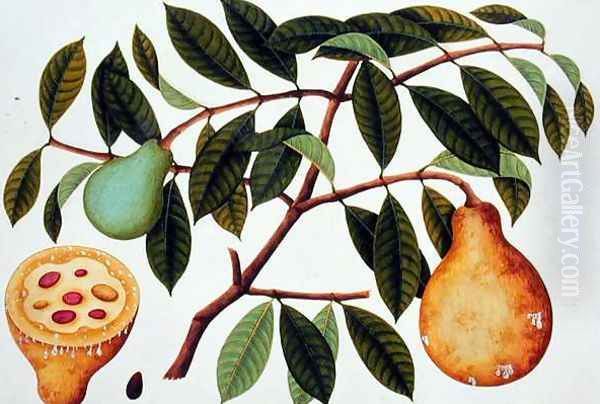 Fruit, from 'Drawings of Plants from Malacca', c.1805-18 Oil Painting by Anonymous Artist