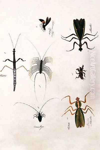 Phasma, Cerambyx, Sintado Mantis, Tabooan Tana Sphex, from 'Drawings of Animals, Insects and Reptiles from Malacca', c.1805-18 Oil Painting by Anonymous Artist