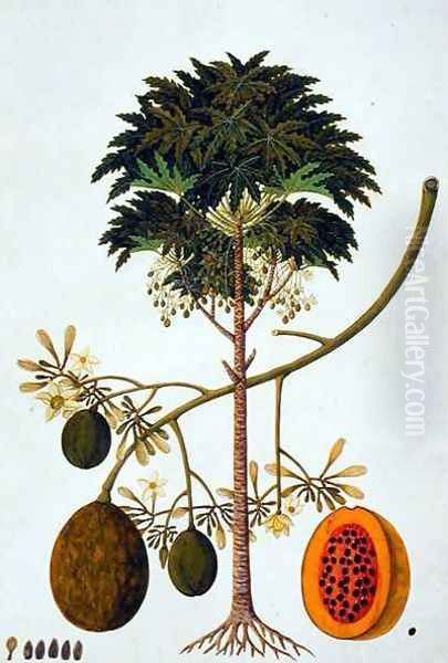 Dapai-ah Tambay or Carica, from 'Drawings of Plants from Malacca', c.1805-18 Oil Painting by Anonymous Artist