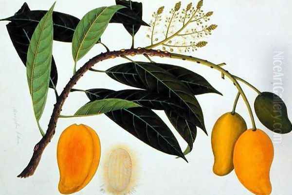 Mango Bodol, from 'Drawings of Plants from Malacca', c.1805-18 Oil Painting by Anonymous Artist