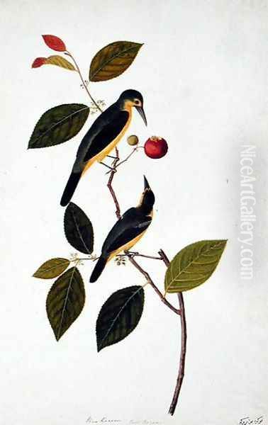 Bua Rocam, from 'Drawings of Birds from Malacca', c.1805-18 Oil Painting by Anonymous Artist