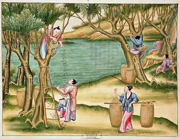 Collecting mulberries, from a book on the silk industry Oil Painting by Anonymous Artist