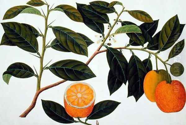 Lemomanies Macao-Macao Oranges, from 'Drawings of Plants from Malacca', c.1805-18 Oil Painting by Anonymous Artist