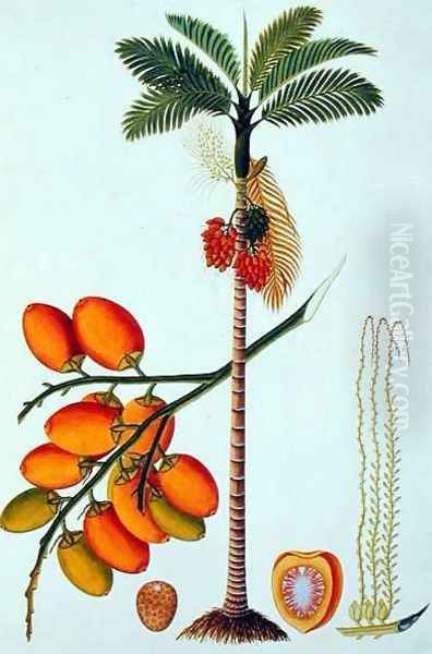 Pinang Betle Nut Tree, from 'Drawings of Plants from Malacca', c.1805-18 Oil Painting by Anonymous Artist