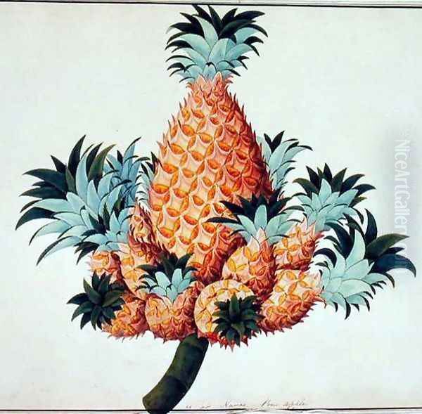 Nanas or Pineapple, from 'Drawings of Plants from Malacca', c.1805-18 Oil Painting by Anonymous Artist