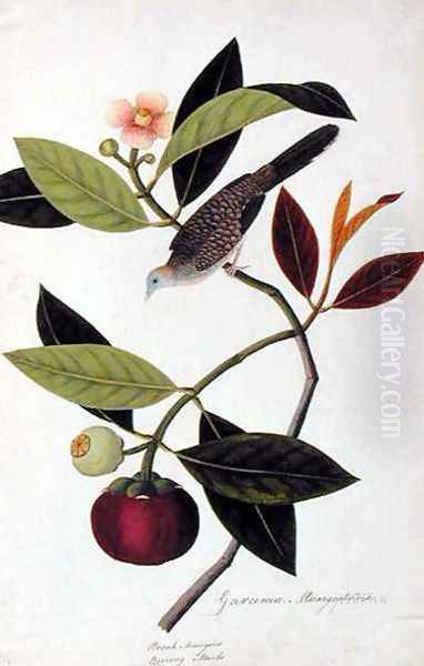 Garcinia Mangastana, Booah Mungies, Boorong Murbo, from 'Drawings of Birds from Malacca', c.1805-18 Oil Painting by Anonymous Artist