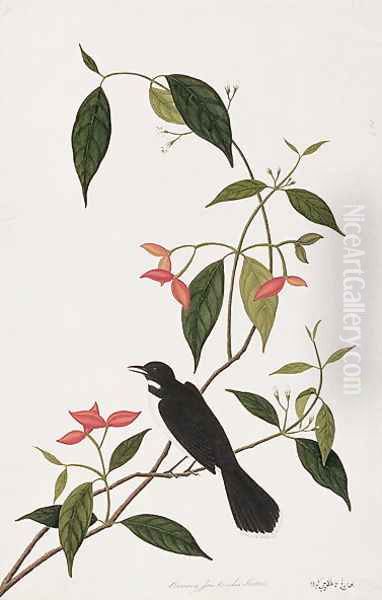 Booring Janke-chee Gutah, from 'Drawings of Birds from Malacca', c.1805-18 Oil Painting by Anonymous Artist