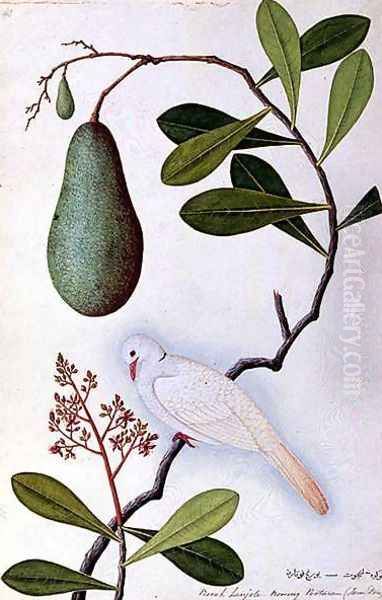 Java Dove or Boorah Poutaran, from 'Drawings of Birds from Malacca', c.1805-18 Oil Painting by Anonymous Artist