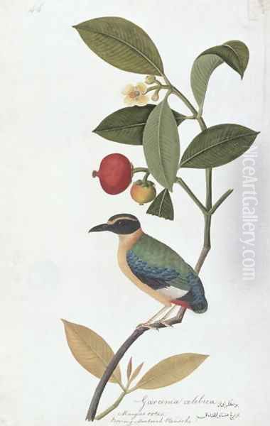 Garcinia celebica, Mangies ootan, Bourong Mentooah Plandoka, from 'Drawings of Birds from Malacca', c.1805-18 Oil Painting by Anonymous Artist