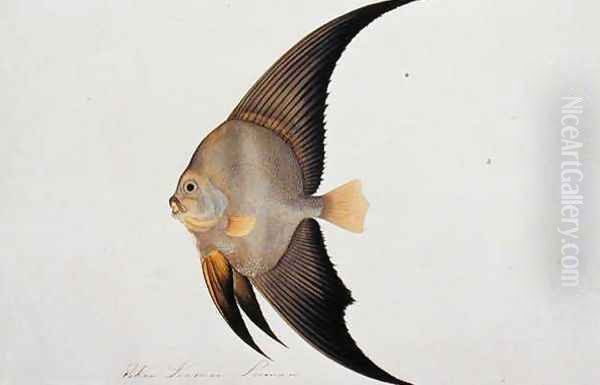 Eekan Leeman Leeman, from 'Drawings of Fishes from Malacca', c.1805-18 Oil Painting by Anonymous Artist