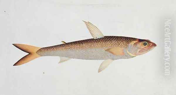 Fish, from 'Drawings of Fishes from Malacca', c.1805-18 Oil Painting by Anonymous Artist