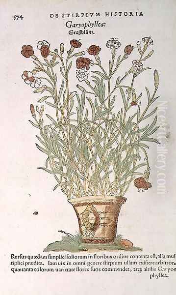 Carnation, from De Historia Stirpium by Leonard Fuchs 1501-66 1545 Oil Painting by Anonymous Artist