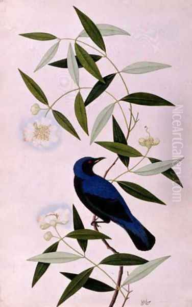 Boorah Farleeh, from 'Drawings of Birds from Malacca', c.1805-18 Oil Painting by Anonymous Artist